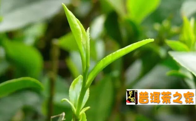 普洱茶图片 数字普洱茶——让你透视一片茶林的全部信息