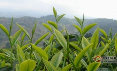 茶的“头春”与“头采”是什么意思?