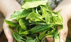 茶菁级数=茶叶品质?