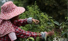 “疯狂的普洱茶”背后 那些不为人知的辛酸告白!