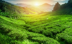 云南普洱古树茶的四大特点