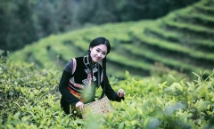 如何扭转普洱茶低迷的市场局面?