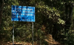 2017普洱茶黑马:滑竹梁子古树茶或将暴涨!