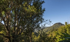 西麓山终见文怕大茶树容颜老乌山探秘