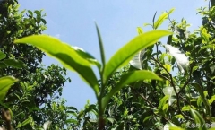 苦尽甘来布朗山普洱茶