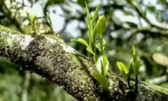 500年大树普洱——来自神秘雨林深处的秘密