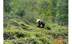 来昆明旅游如何买到优质的普洱茶?