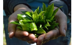 教你泡好普洱茶(完结篇)
