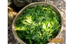 易武茶为什么这么火?