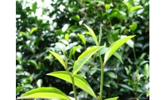 普洱茶汤中的“黑点”到底是什么?